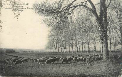 CPA FRANCE 13 "St Martin de Crau, La plaine de Crau avec les moutons race Mérinos "