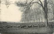 13 Bouch Du Rhone CPA FRANCE 13 "St Martin de Crau, La plaine de Crau avec les moutons race Mérinos "