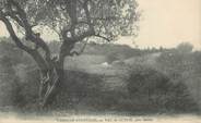 13 Bouch Du Rhone CPA FRANCE 13 " Près de Salon, Le Val de Guech, Vergers d'oliviers"