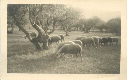 CARTE PHOTO " PHOTOGRAPHE : ESTEHELIN ST RAPHAEL (Cachet en relief) / A SITUER : 04, 06, 83"