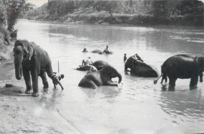 CARTE PHOTO ELEPHANT