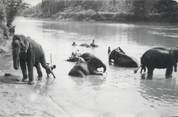 Animaux CARTE PHOTO ELEPHANT