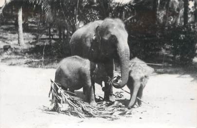 CARTE PHOTO ELEPHANT