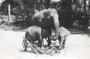 Animaux CARTE PHOTO ELEPHANT