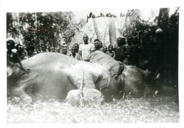 CARTE PHOTO ELEPHANT