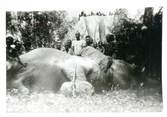 Animaux CARTE PHOTO ELEPHANT