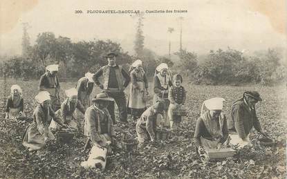 CPA FRANCE 29 "Plougastel Daoulas, la cueillette des fraises"