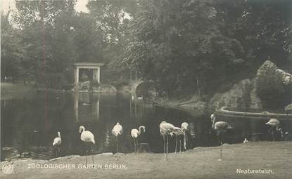 CPA ALLEMAGNE "Berlin, le zoo" / FLAMANT ROSE