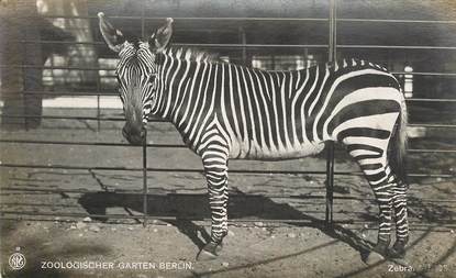 CPA ALLEMAGNE "Berlin, le zoo" / ZEBRE