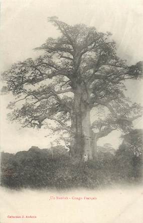 CPA CONGO "un baobab"