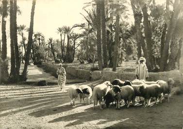 CPSM MAROC "Marrakech, dans la palmeraie" / N° 88 PHOTO EDITION BERTRAND ROUGET CASABLANCA