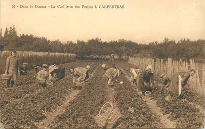 CPA FRANCE 84 "Carpentras, la Cueillette des Fraises"