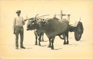 64 PyrÉnÉe Atlantique CARTE PHOTO FRANCE 64 "Attelage de boeufs"