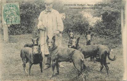 CPA FRANCE 28 " Angerville, chiens "