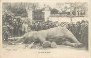 37 Indre Et Loire CPA FRANCE 37 "Tours, la mort de l'éléphant Fritz"