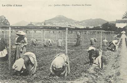 CPA FRANCE 83 "Hyères, cueillette des fraises"