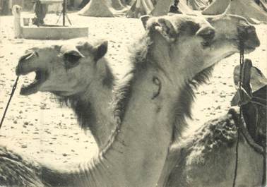 CPSM / PHOTO MAROC "Scènes et types de Goulimine"