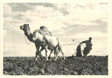 CPSM / PHOTO LE MAROC ARTISTIQUE / ED. GILET "Labourage"