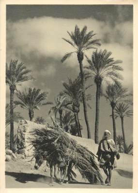 CPSM / PHOTO LE MAROC ARTISTIQUE / Ed. ART MAROC "Dans la Palmeraie"