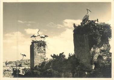 CPSM / PHOTO LE MAROC ARTISTIQUE / Ed. ART MAROC "Cigognes sur les remparts"