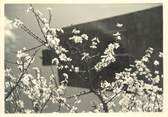 Maroc CPSM / PHOTO LE MAROC ARTISTIQUE / Ed. G.GILLET "Printemps marocain"