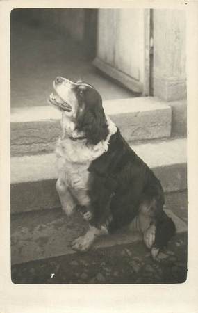 CARTE PHOTO CHIEN