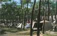 / CPSM FRANCE 33 "Lacanau Ocean, le camping dans la forêt"