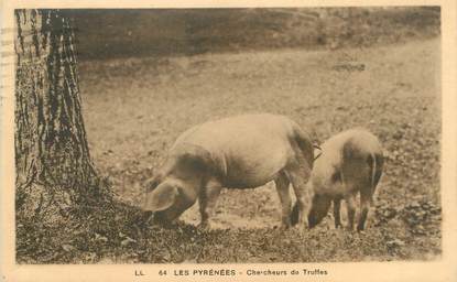 CPA FRANCE 65 "Les Pyrénées, chercheurs de truffes" / TRUFFES