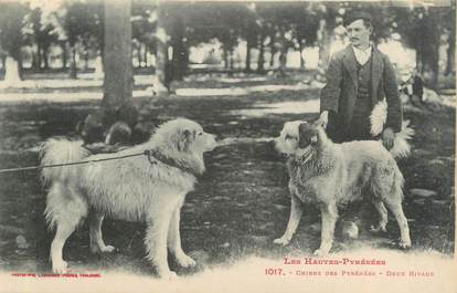 CPA FRANCE 65 "Les Pyrénées, chiens des Pyrénées, deux rivaux"