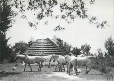 CPSM FRANCE 13 "Camargue, chevaux"