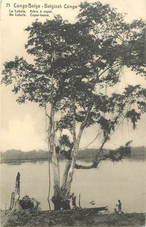 CPA CONGO BELGE "Arbre à Copal"