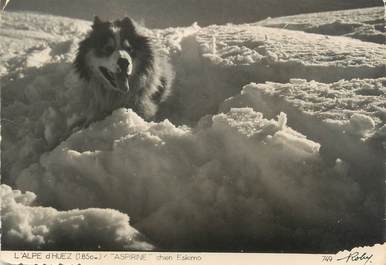 CPSM FRANCE 38 "Alpe d'Huez, aspirine, chien Eskimo"