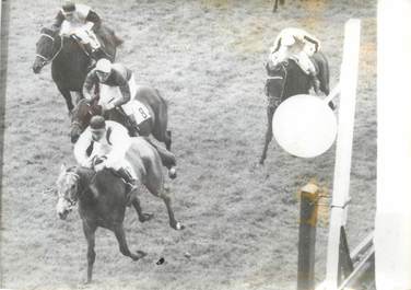 PHOTO ORIGINALE / PHOTO DE PRESSE / SPORT "Hippisme, le cheval français Hula Dancer"