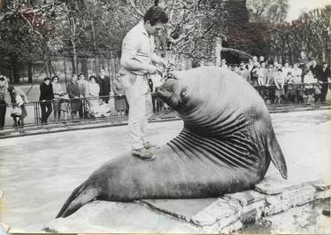 PHOTO DE PRESSE ORIGINALE / 1963, Allemagne, Stuttgart, un éléphant de mer au zoo Wilhelmina