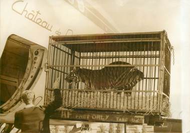 PHOTO DE PRESSE ORIGINALE / CIRQUE "Un tigre à l'embarquement pour la Corée, 1963"