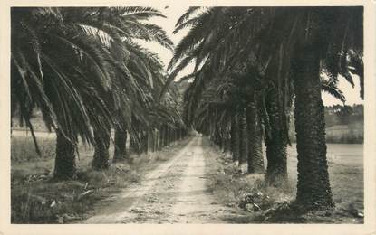 CPSM FRANCE 83 "Le Pradet, sous les palmiers"