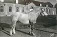 CPSM FRANCE 61 "Haras du Pin, Guignol, trait Percheron" CHEVAL