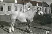 61 Orne CPSM FRANCE 61 "Haras du Pin, Guignol, trait Percheron" CHEVAL