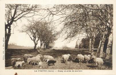 CPA FRANCE 38 "La Frette, étang et allée des muriers"