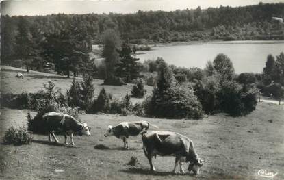 CPSM FRANCE 39 "Clairvaux les Lacs, pâturages au bord des lacs"