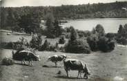 39 Jura CPSM FRANCE 39 "Clairvaux les Lacs, pâturages au bord des lacs"