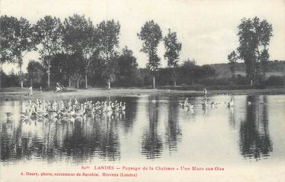 CPA FRANCE 40 "Paysage de la Chalosse, une mare aux oies"