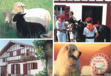 CPSM FRANCE 64 "Le conseil degustation de Pyrénéfrom, fromage Ossau Iraty"