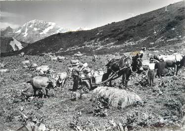 CPSM FRANCE 73 "Courchevel Moriond, la traite des vaches"