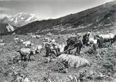 73 Savoie CPSM FRANCE 73 "Courchevel Moriond, la traite des vaches"