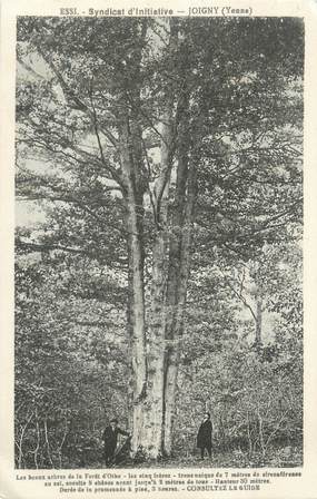 CPA FRANCE 89 "Joigny, les beaux arbres de la forêt d'Othe"