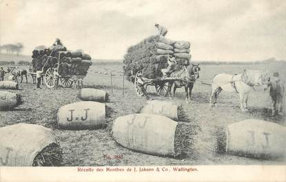 CPA USA "Wallington, Récolte de la menthe"
