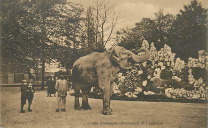 CPA BELGIQUE "Anvers, Eléphant du zoo"