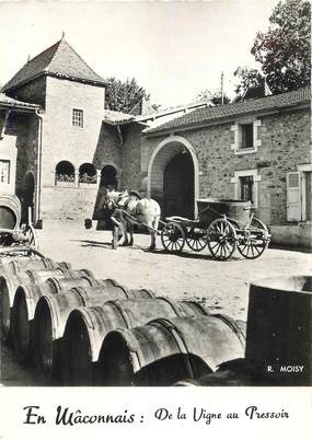 CPSM FRANCE 71 "En Mâconnais, de la vigne au pressoir" / VENDANGE