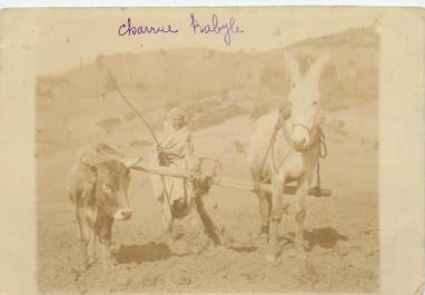 CARTE PHOTO ALGERIE / SCENES ET TYPES "Charrue Kabyle"